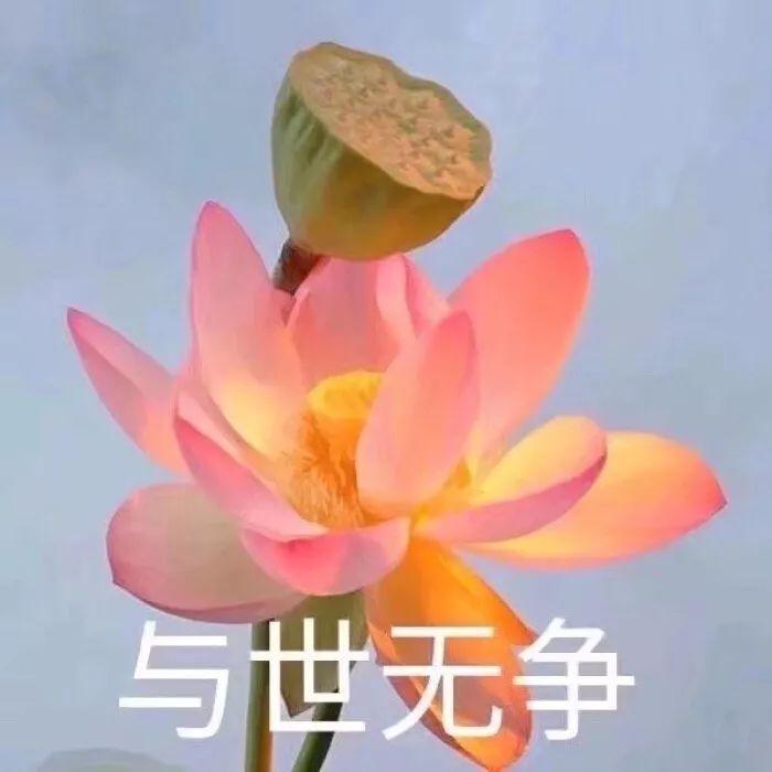 有哪些中老年女性适合的头像