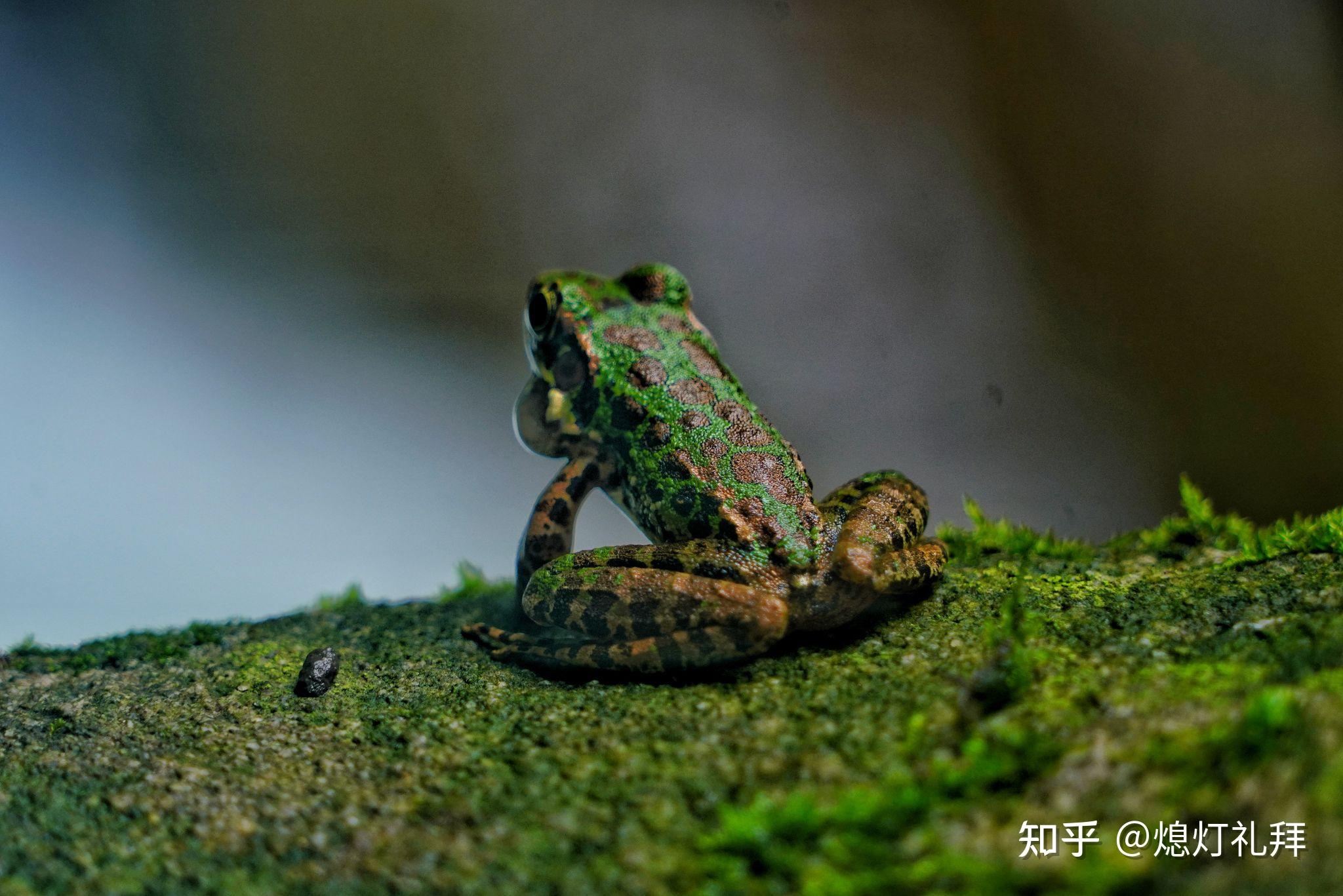 TAMRON收購鏡頭