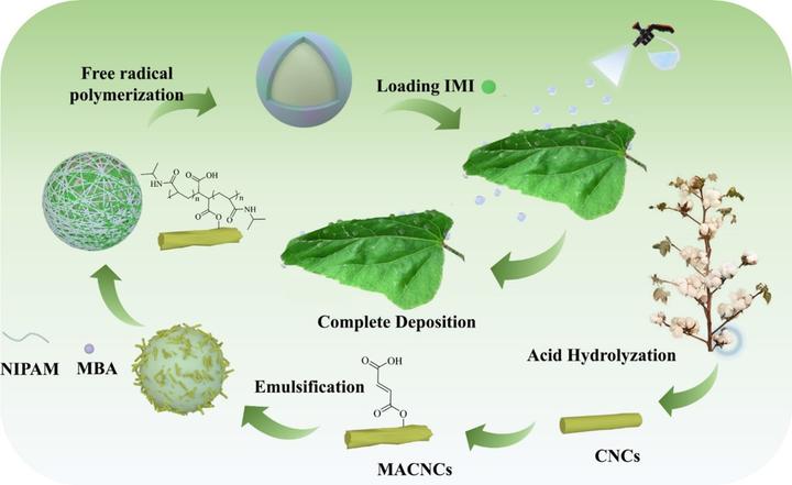 342新疆农业大学李君副教授团队马来酸酐功能化纤维素纳米晶体稳定