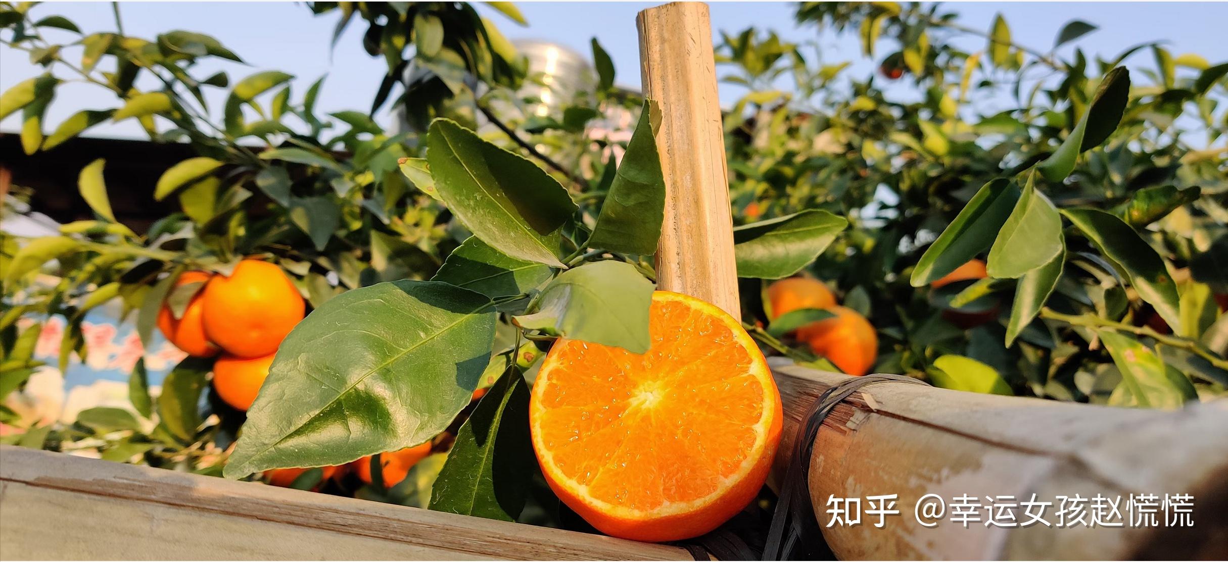 沃柑是上火还是清火的脐橙(沃柑是上火的吗?)