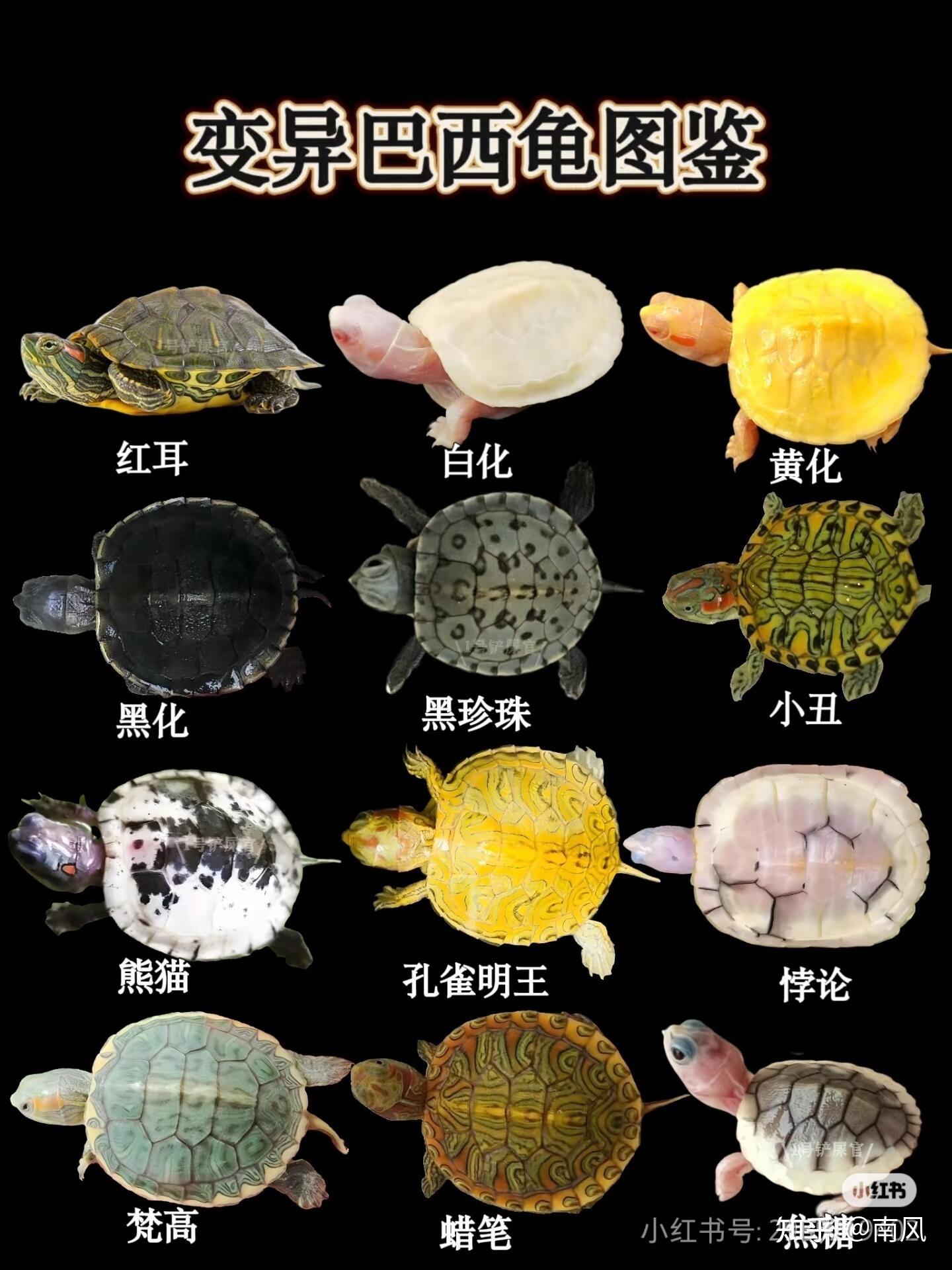 第一次养乌龟,选择什么品种最好上手又不容易养死? - 知乎