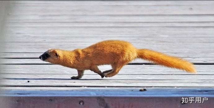 小区里看到一只圆滚滚的短腿动物不知道是什么?