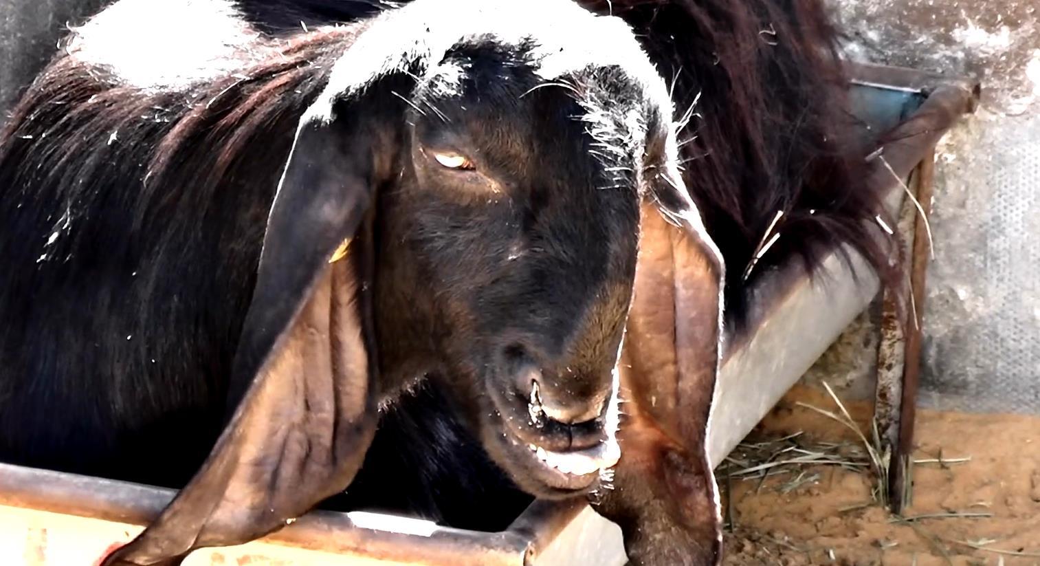 为什么在西方文化中恶魔经常以山羊的形象出现