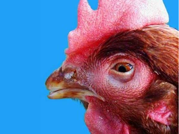 鸡肿头肿脸是什么病鸡脸头肿喂什么药鸡脑袋肿是