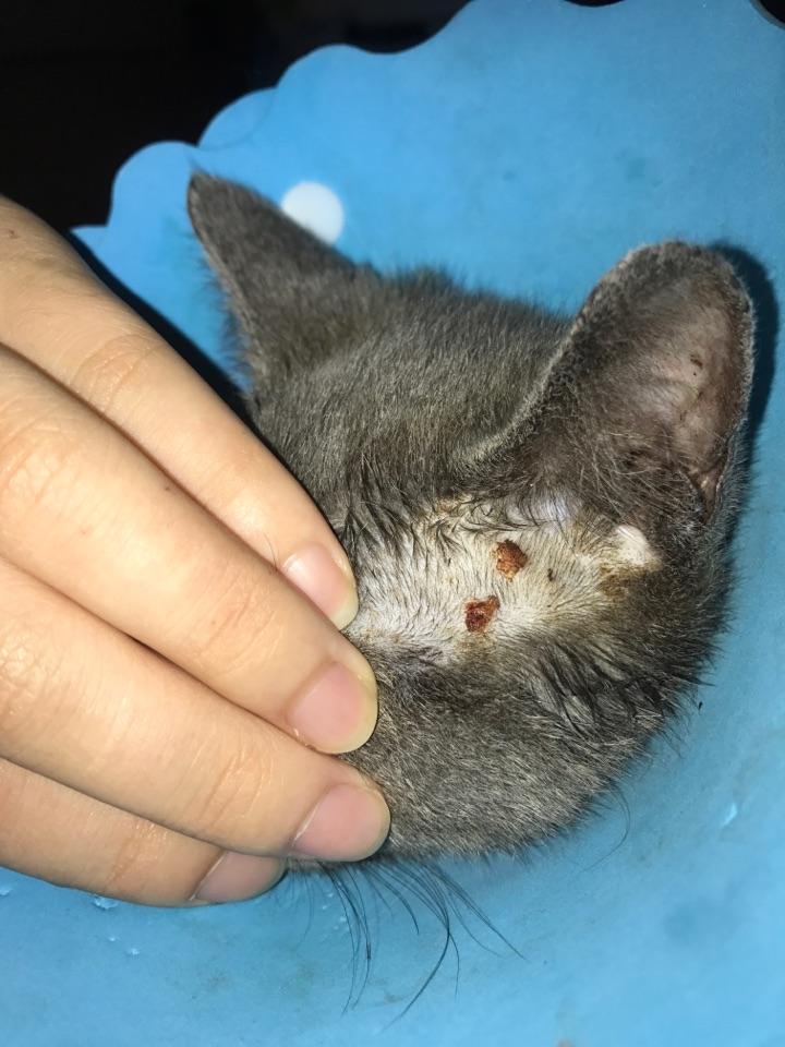 五个月大的幼猫得了猫癣? - 知乎