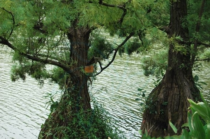 国家Ⅰ级濒危重点保护珍稀植物:水松 - 知乎