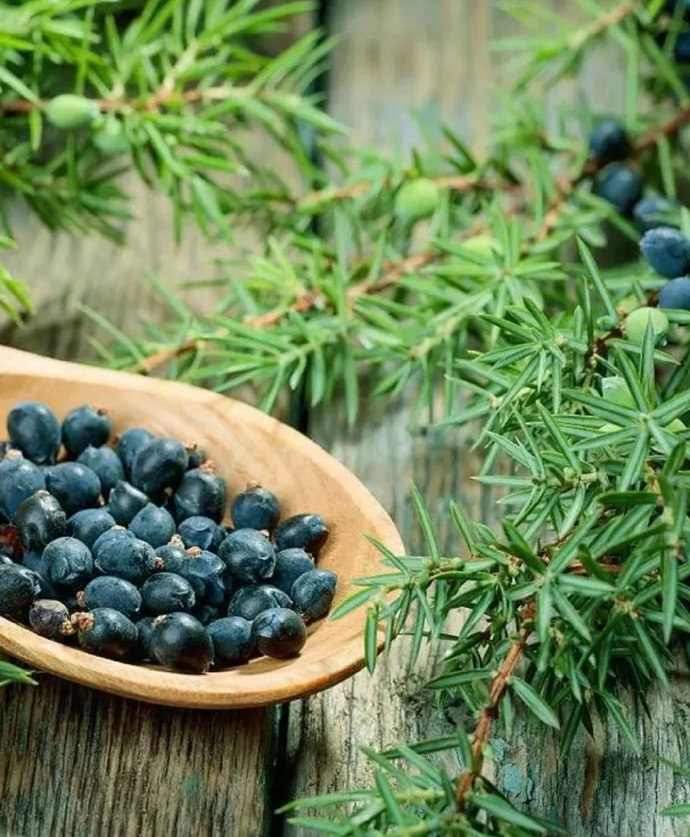 精油知识 | 杜松JUNIPER BERRY - 知乎