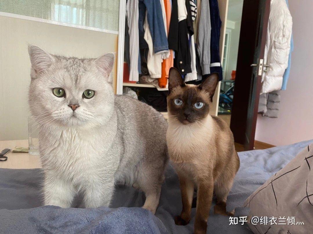 暹罗和银渐层交配生的小猫会好看吗