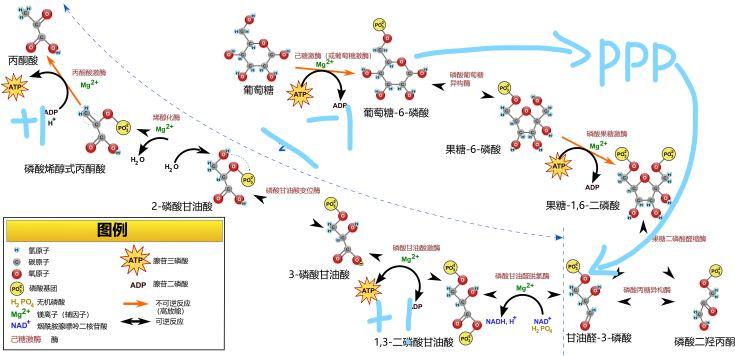 磷酸戊糖旁路图片