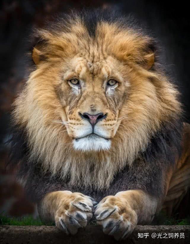 为什么猫科动物只有狮子的鼻子不是粉色的? - 知乎