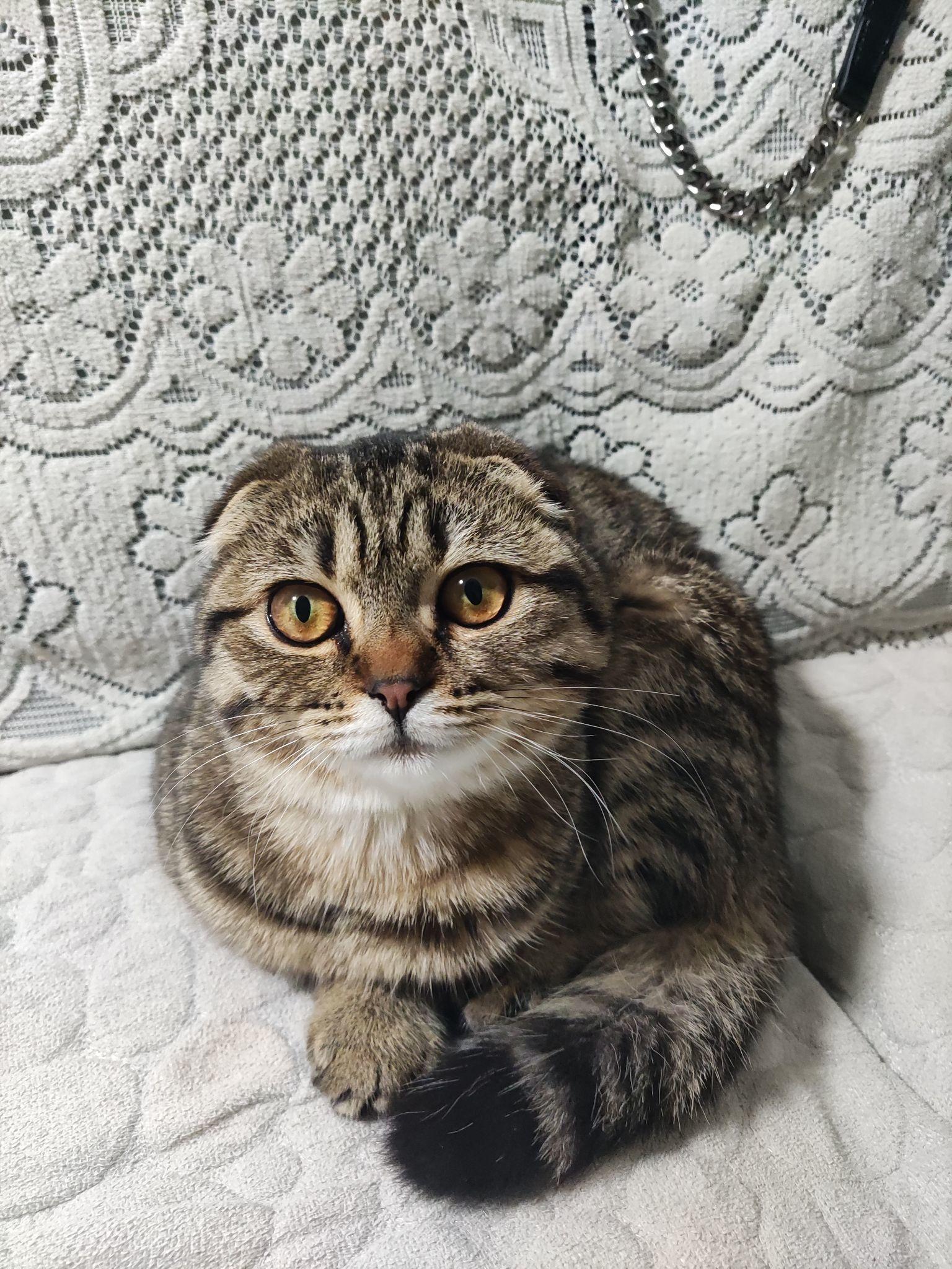 三个月大的折耳猫的耳朵为什么最近变立了? - 知乎