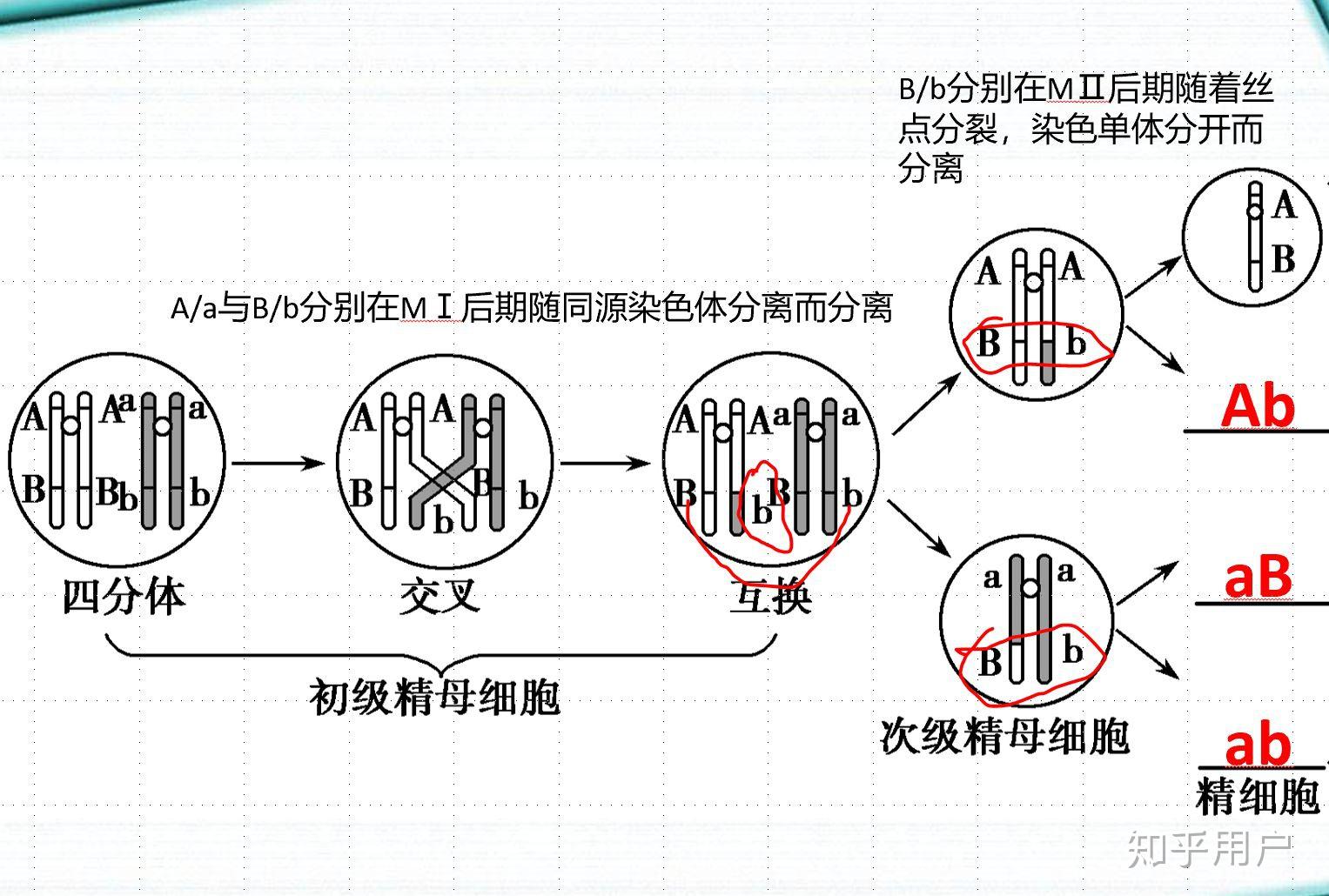 为什么如果考虑交叉互换,等位基因的分离就能发生在第二次减数分裂