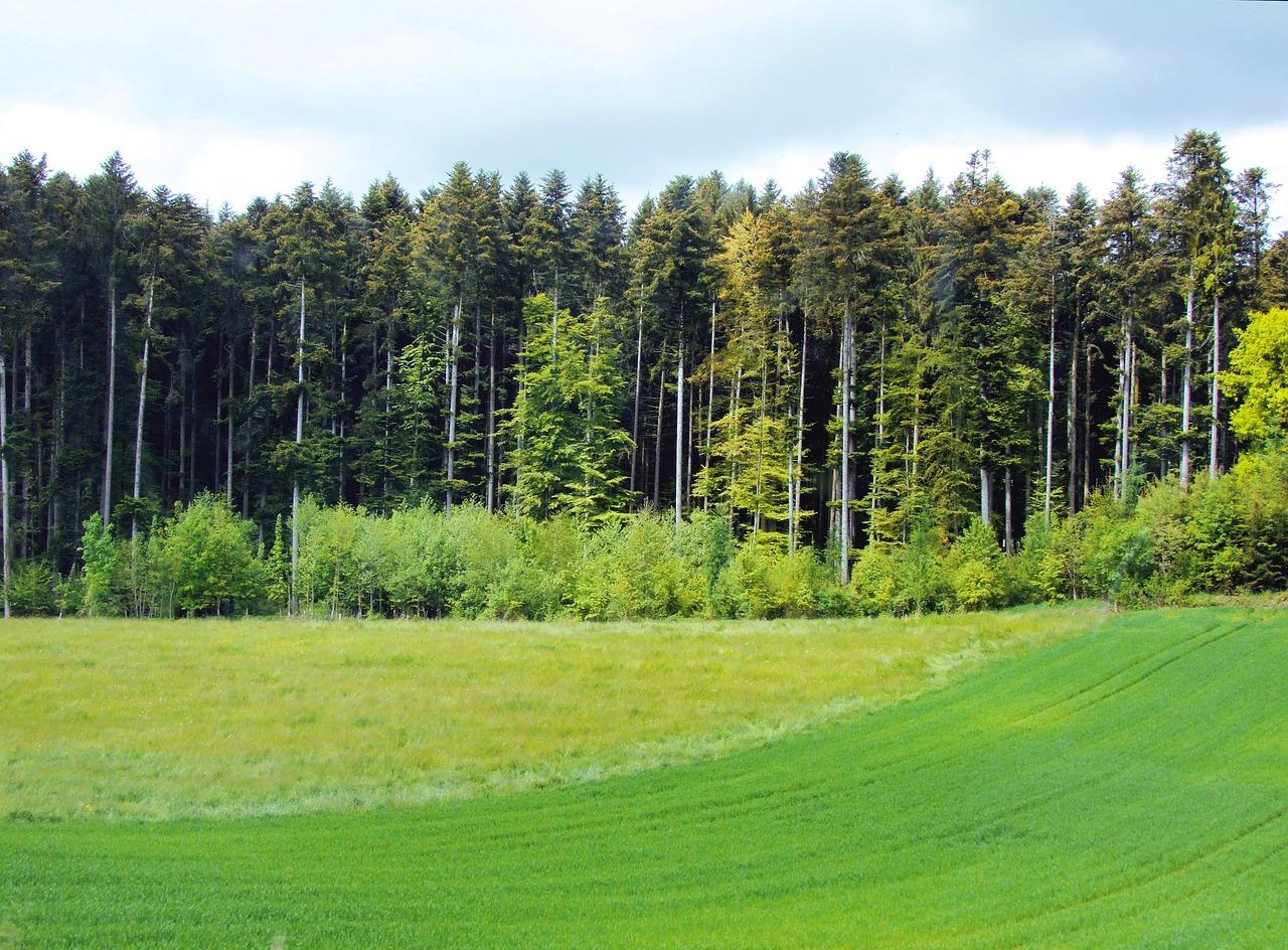 园林树木施肥多少适宜