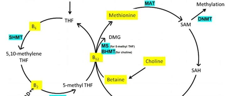 甲基化和一碳代谢途径