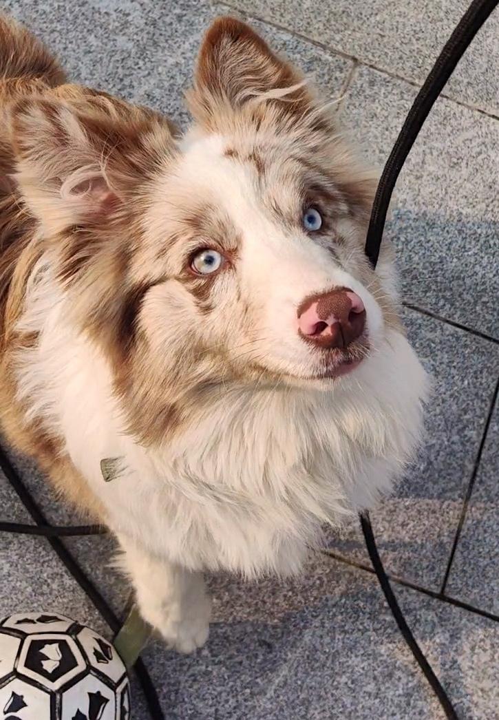 你们的边牧都是多少钱买来的