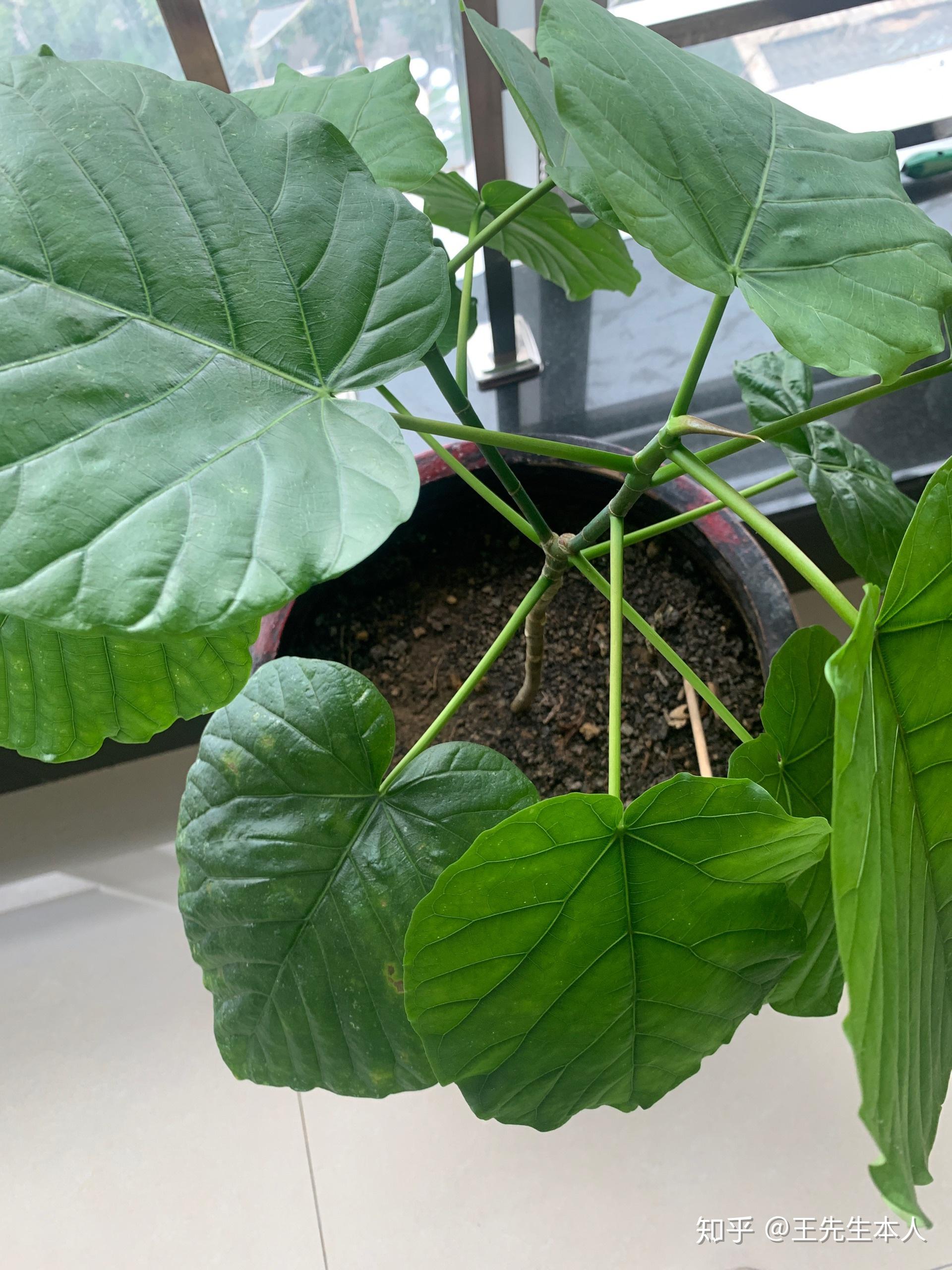 心叶榕爱心榕这是怎么了