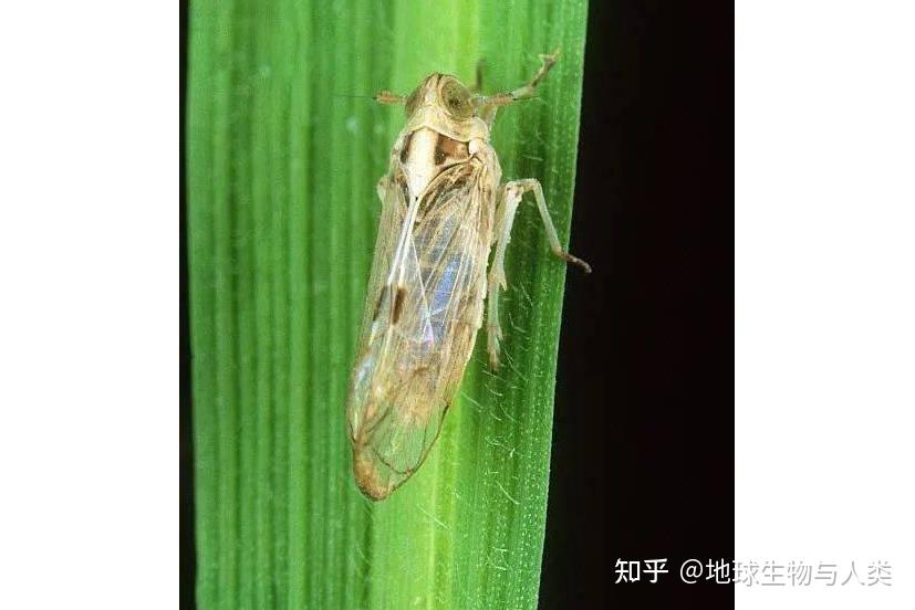 【动物界全系列】稻虱科—飞虱族(三):阿拉飞虱 - 知乎