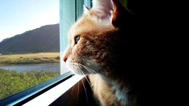 猫咪望着远方发呆的时候它心里在想什么? 