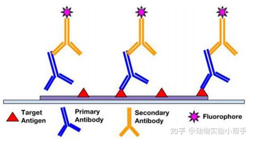 干货分享 | 超级清晰的免疫荧光实验流程 - 知乎
