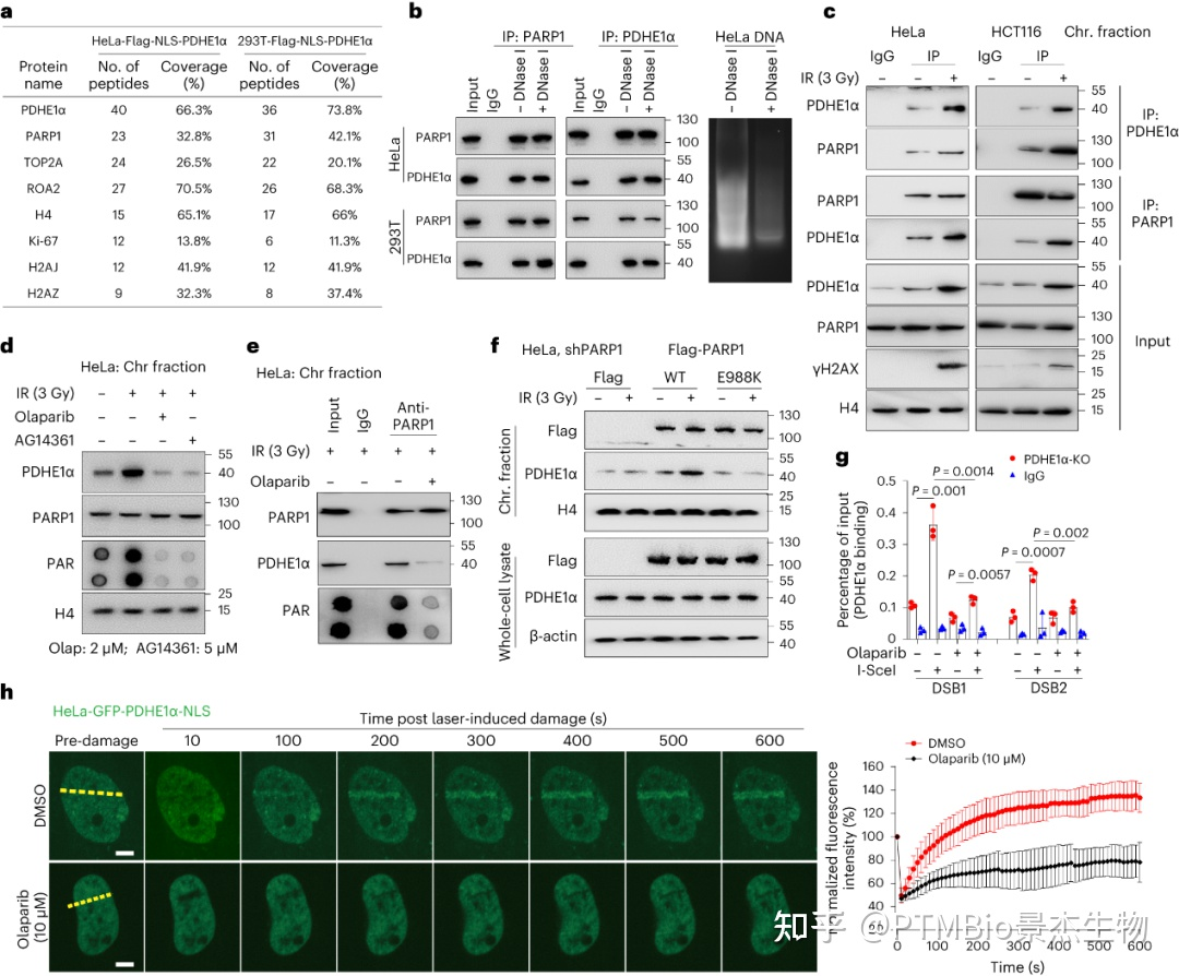 H2o2 Par Chain Wb Nat Struct Mol Biol |深大朱卫国团队乙酰化组学揭示DNA损伤修复重要机制 - PTMBio - 博客园