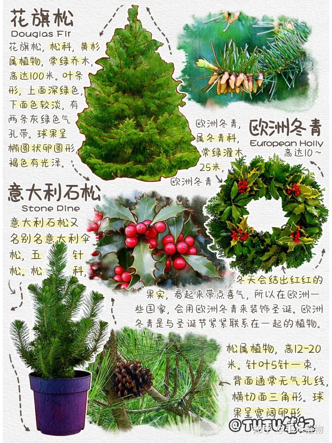 圣诞节里,用的圣诞树是哪些树的种类 - 知乎