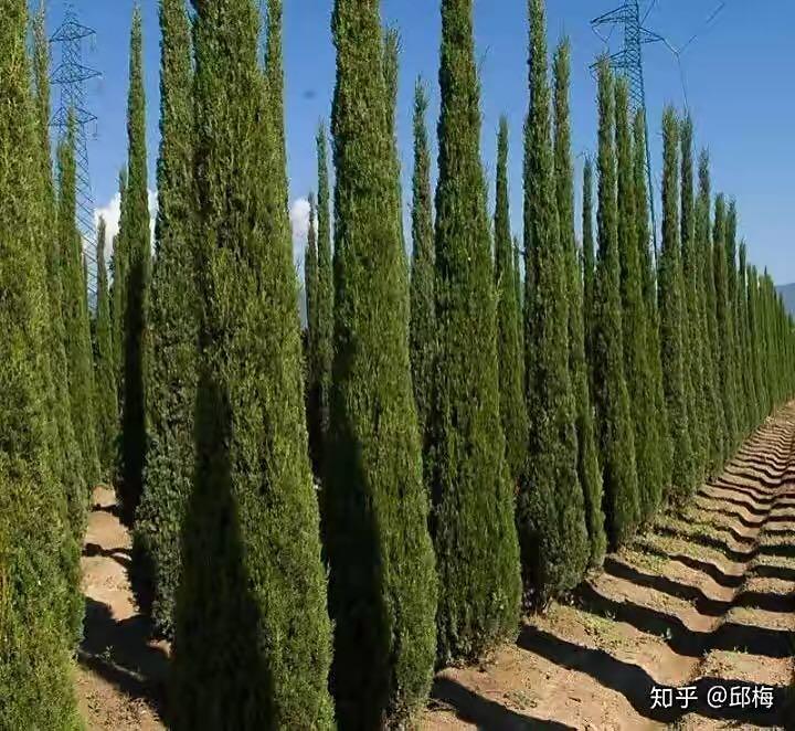芳香植物油之九：丝柏 - 知乎