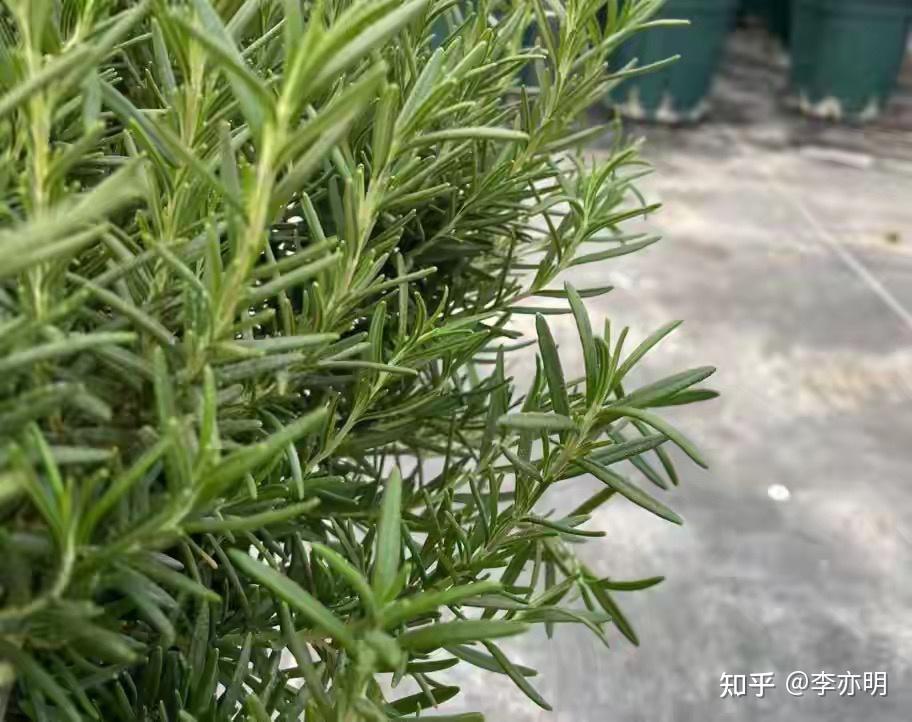 迷迭香:穿越千年的生命密码 - 知乎