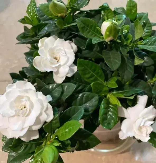 养栀子花别瞎忙活!记住5个要点,叶绿花白,花香满屋 - 知乎