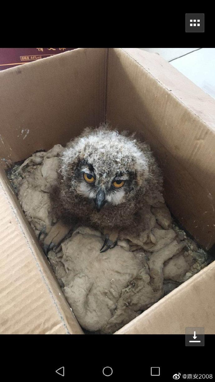 山东临沂丨雕鸮幼鸟被罚没后死亡,悲剧本可避免?