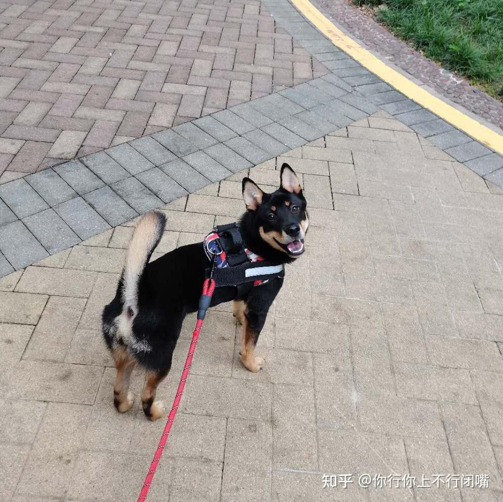 中华田园犬中的四眼狗是什么犬类？ - 知乎