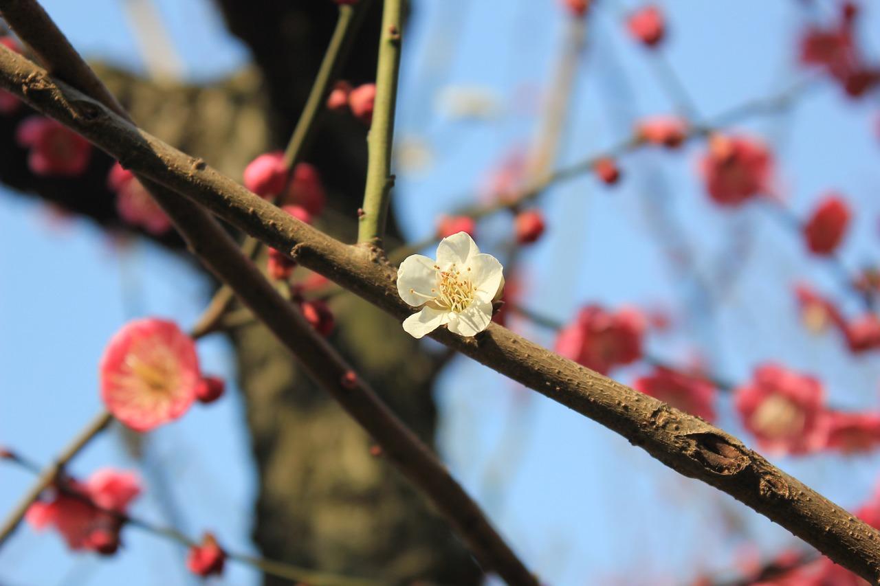 4. 梅花盛放季
