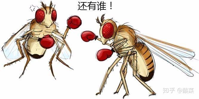 人类对果蝇的研究到了什么地步? - 知乎