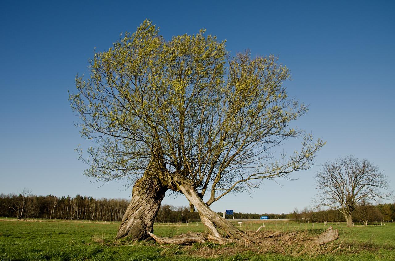 4. 阳逻春意盎然处