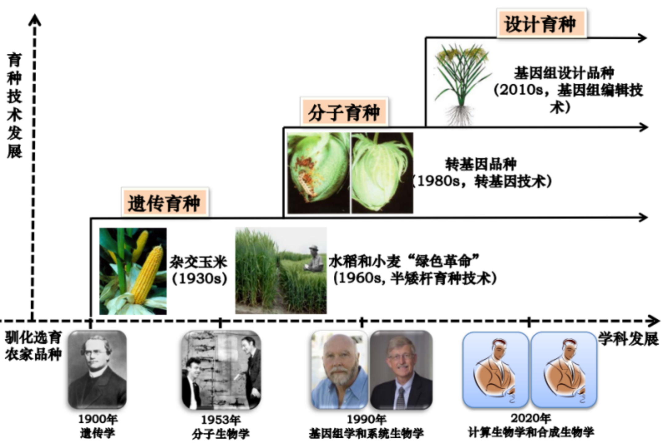 种子又被称为农业“芯片”,那么如何给种子优化“代码”? - 知乎