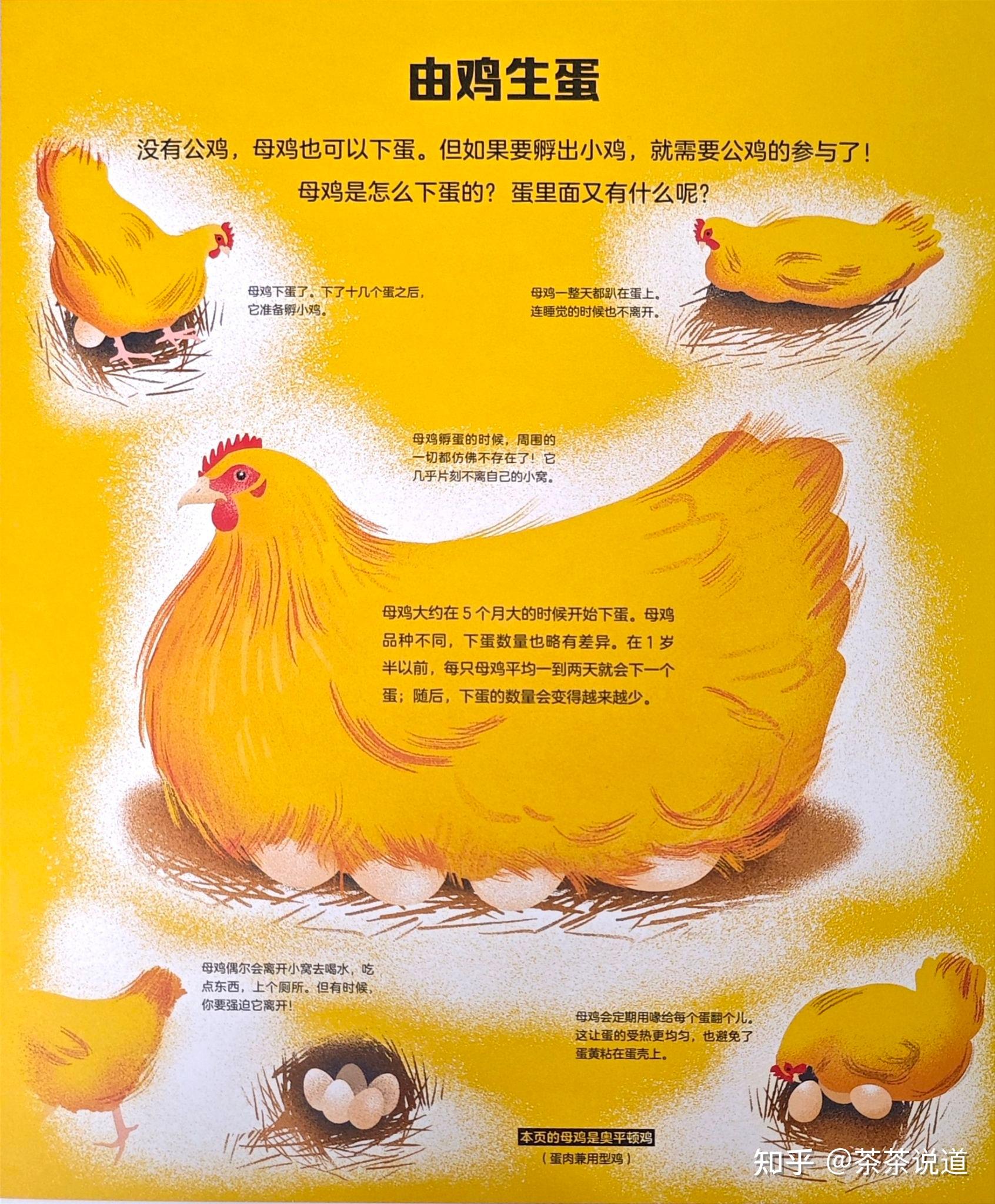 小鸡孵化步骤图片