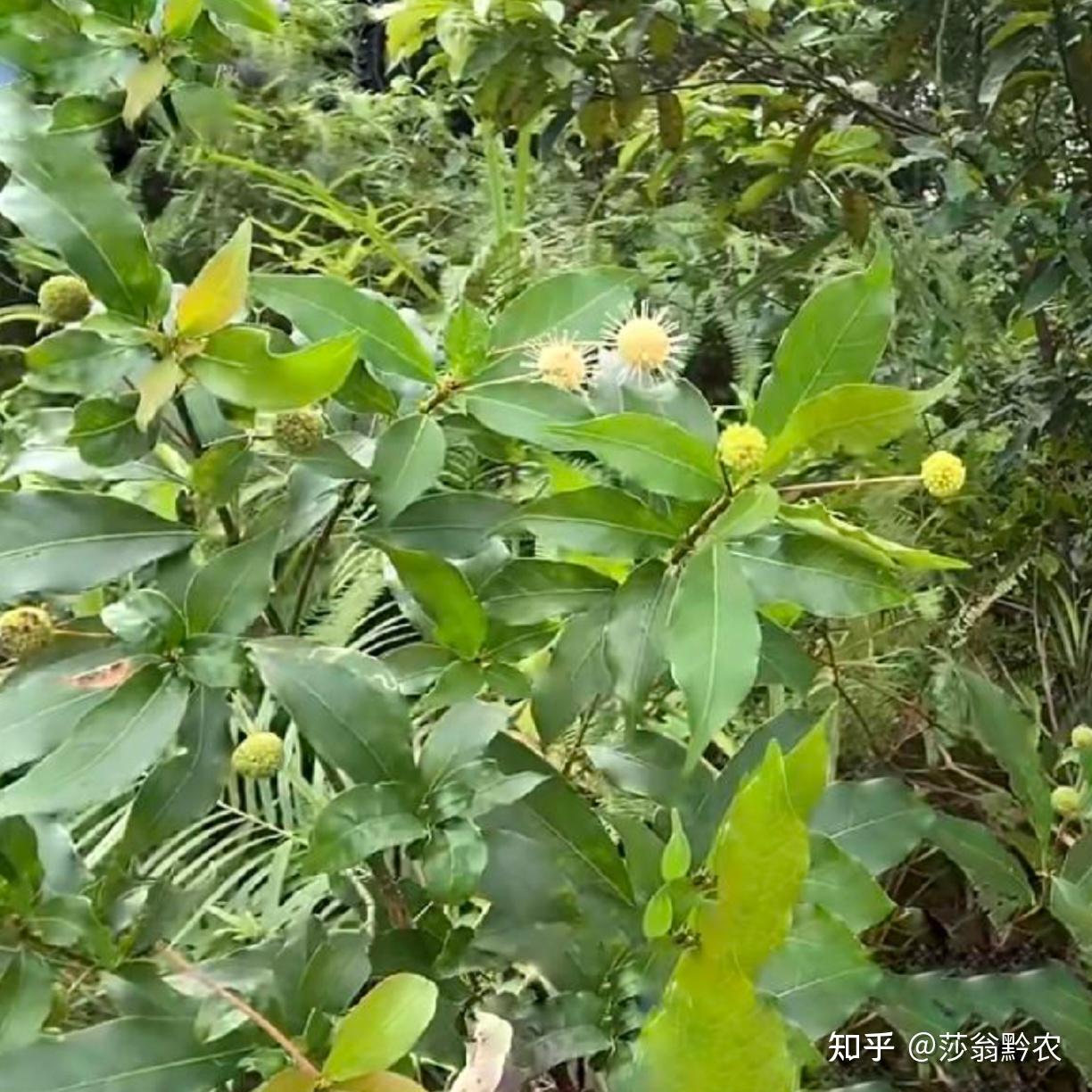 水杨梅水培可以用非木质化的枝条吗？ - 知乎