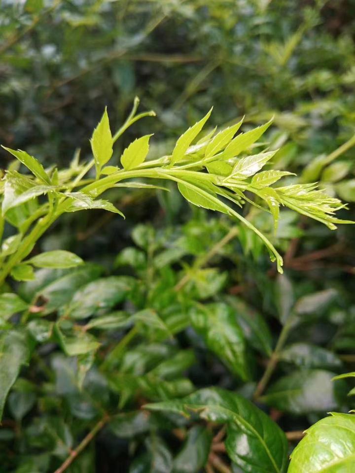 莓茶是什么植物