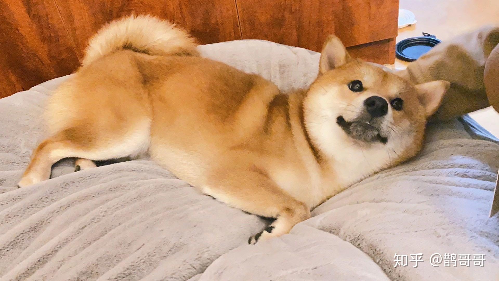 为什么柴犬这么受欢迎但是身边很少人养呢