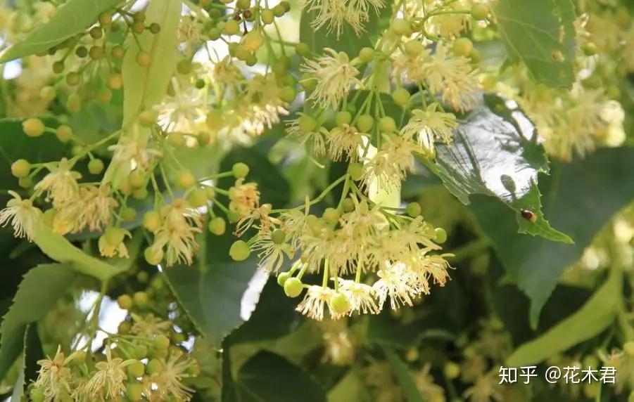国家Ⅱ级重点保护珍稀植物：紫椴 知乎 