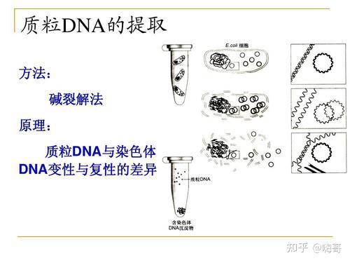 分享:分子试验-质粒DNA的提取 - 知乎