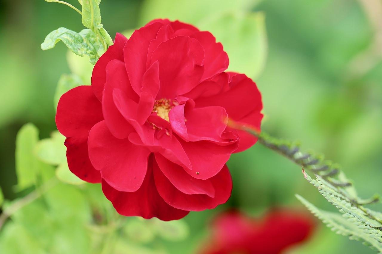 月季花怎么保存