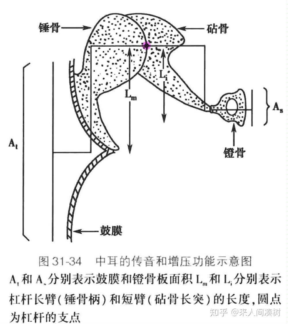 听力知识,医学上的听骨链是怎么样的? - 知乎