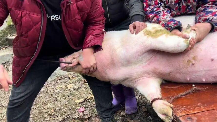 为何农村专业杀猪的屠夫,他们的寿命一般都不高,5个现实原因 - 知乎