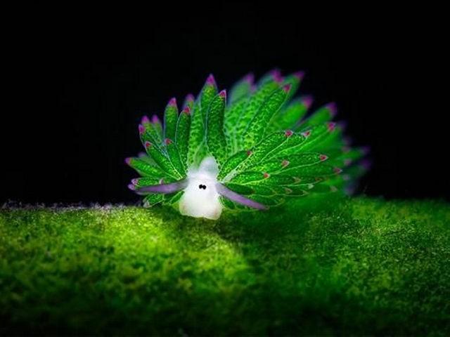 海洋萌主——海蛞蝓|带你发现那美丽的大自然 - 知乎