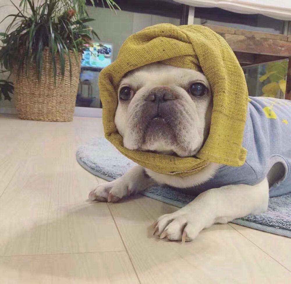 有什么好看的小动物头像