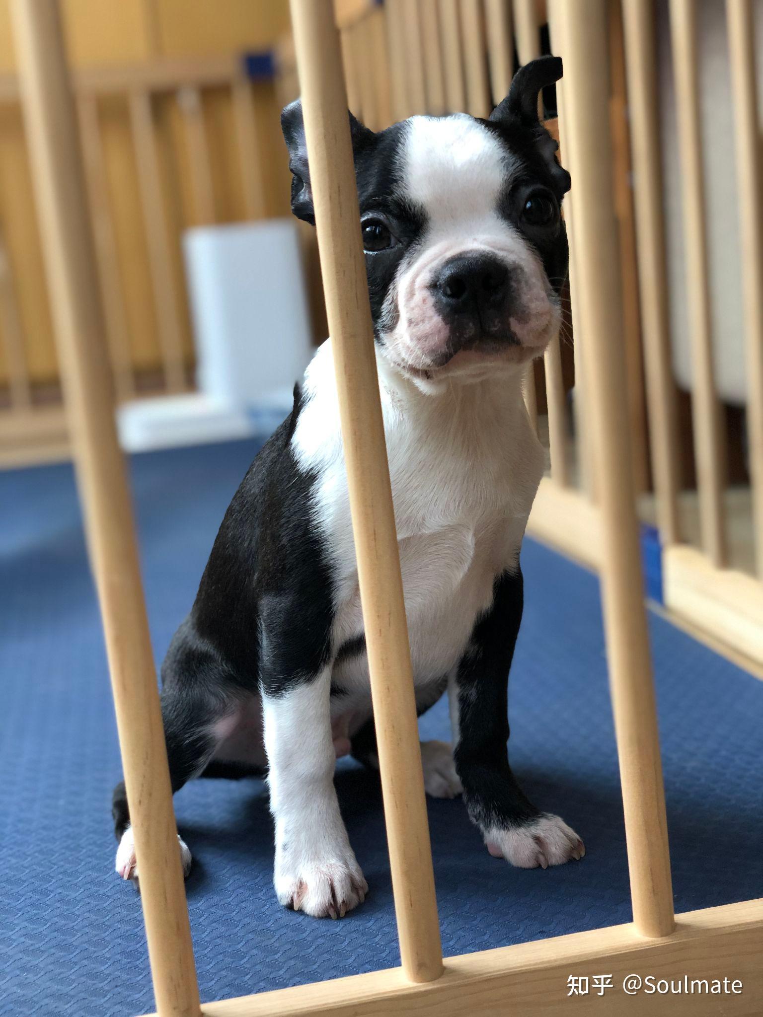 波士顿梗boston terrier有什么养狗的经验分享吗? - 知乎