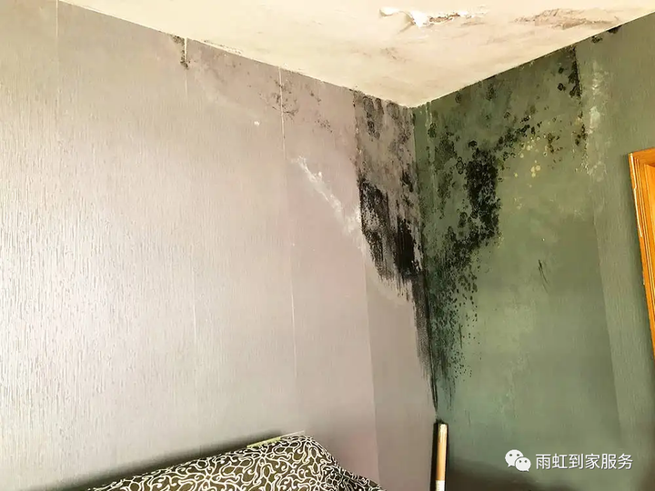房屋墙面发霉、起皮、脱落怎么处理？ - 知乎