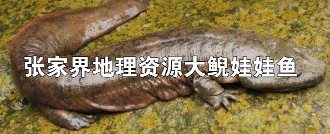 张家界大鲵(娃娃鱼)介绍