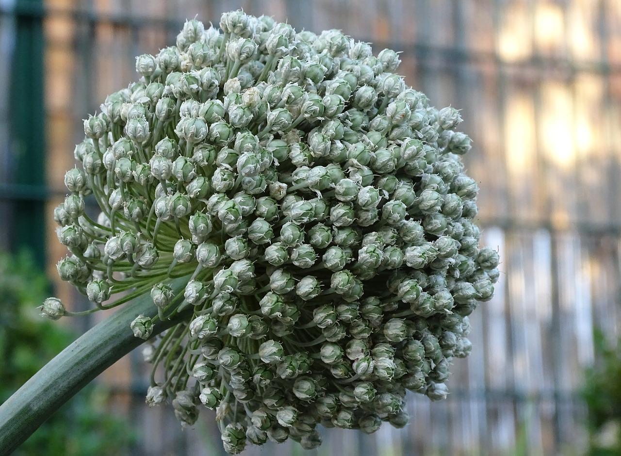 4. 浇水与施肥指南