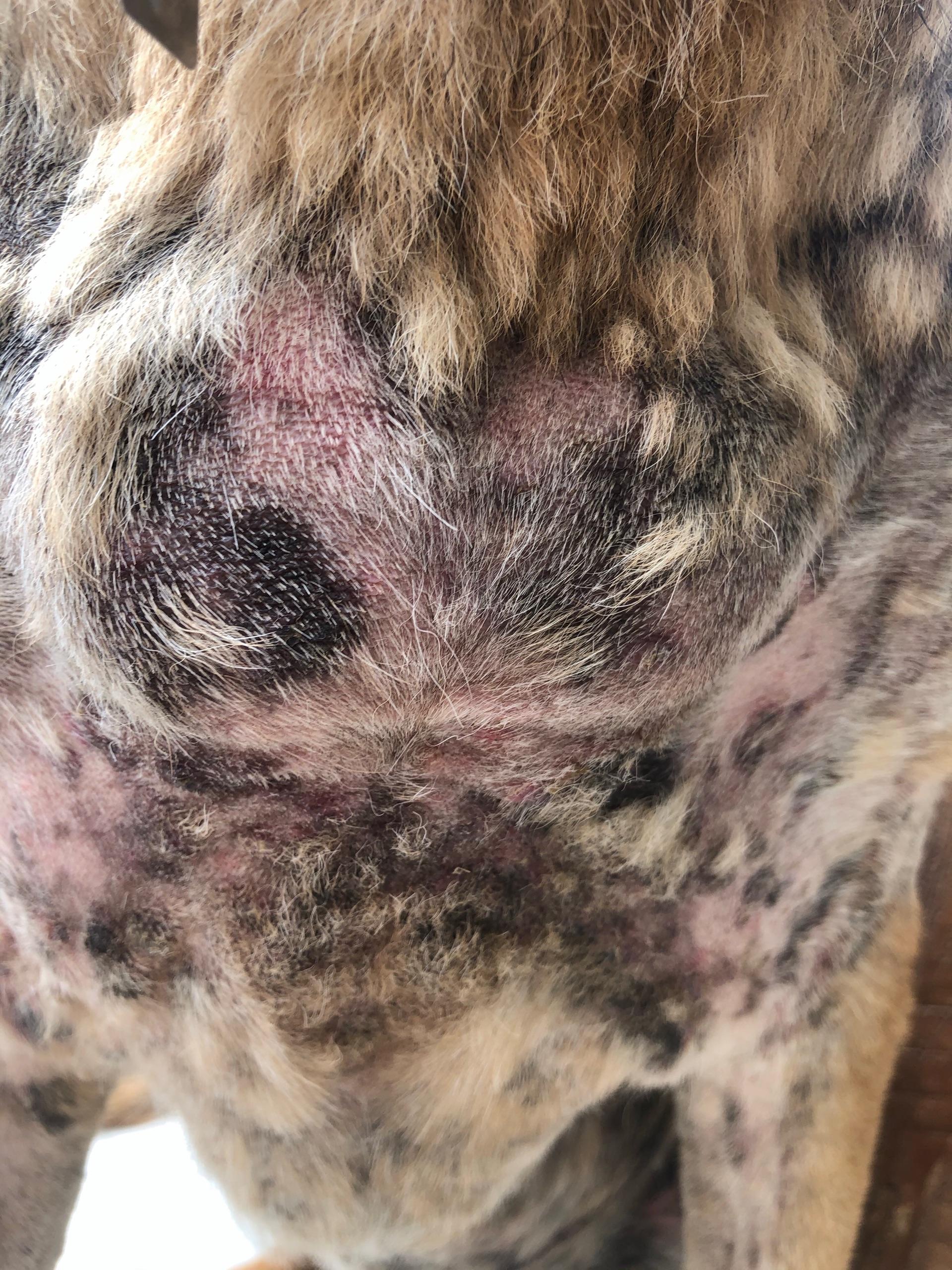 我想问我家狗狗肚子上长脓包,浅黄色的,破了会流脓结痂,又会长新的.